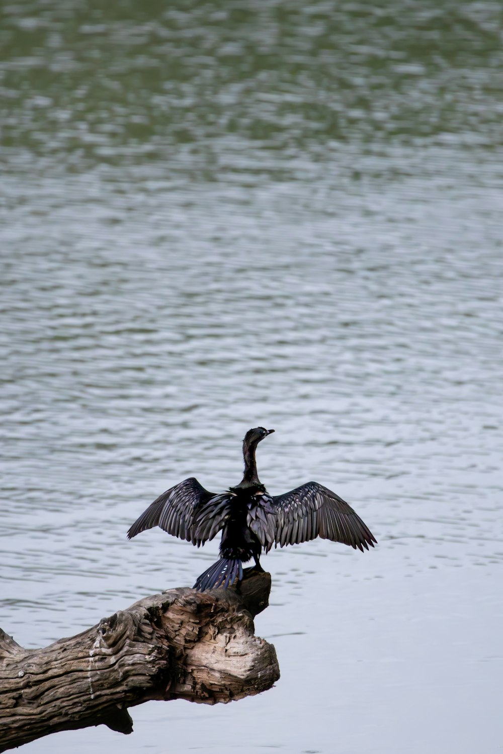 a bird sitting on top of a log in the water