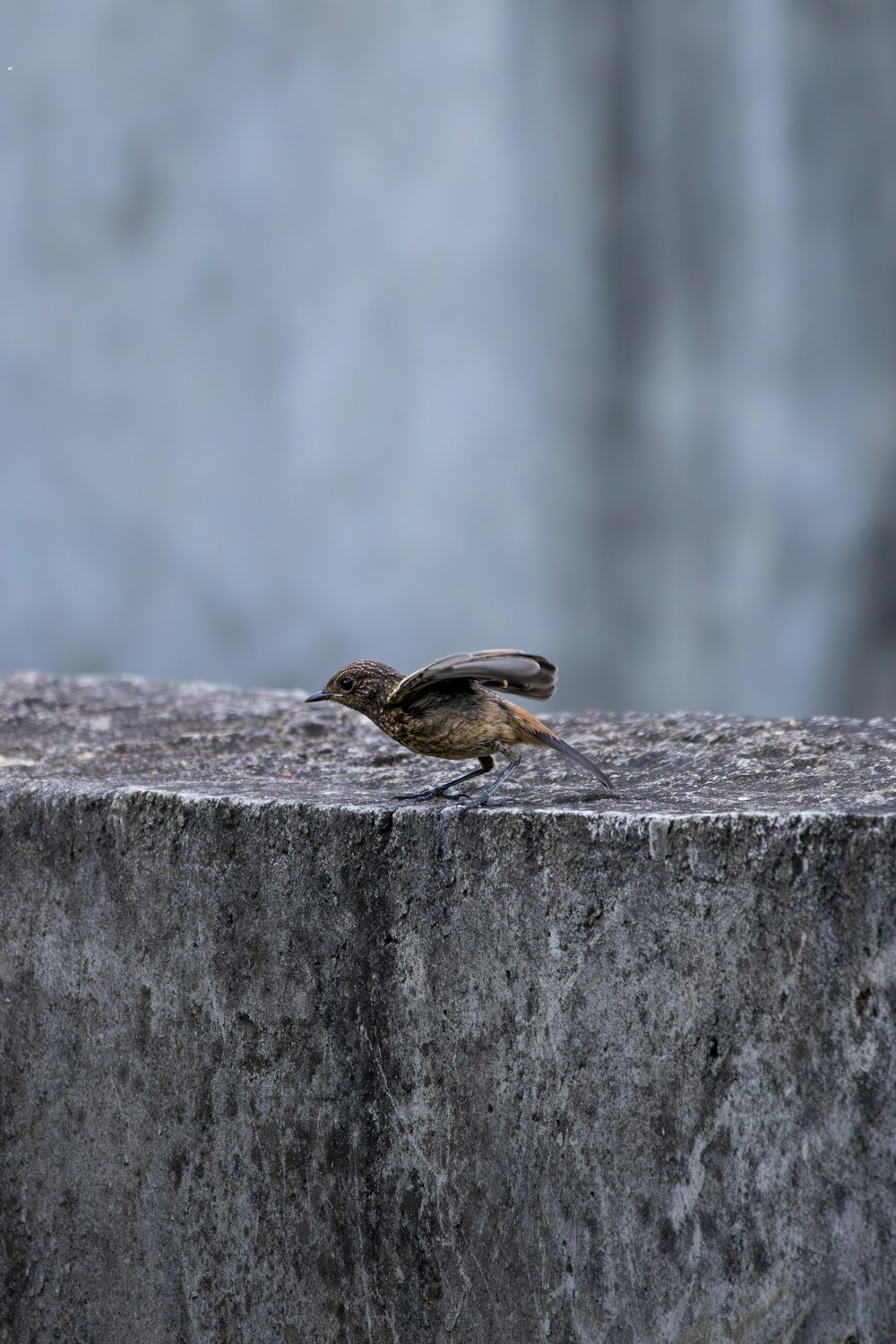 a small bird sitting on top of a stone wall