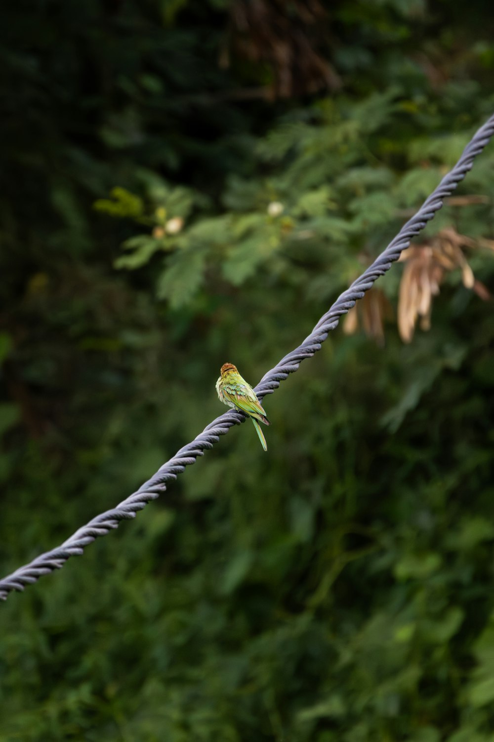 a small bird is sitting on a wire