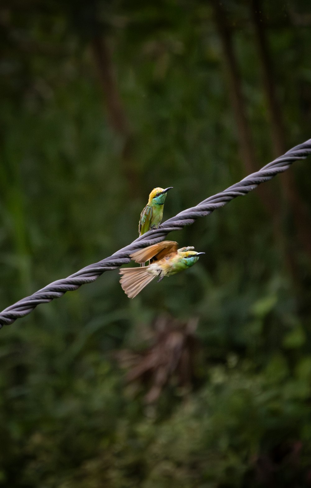 Un par de pájaros que están sentados en un alambre