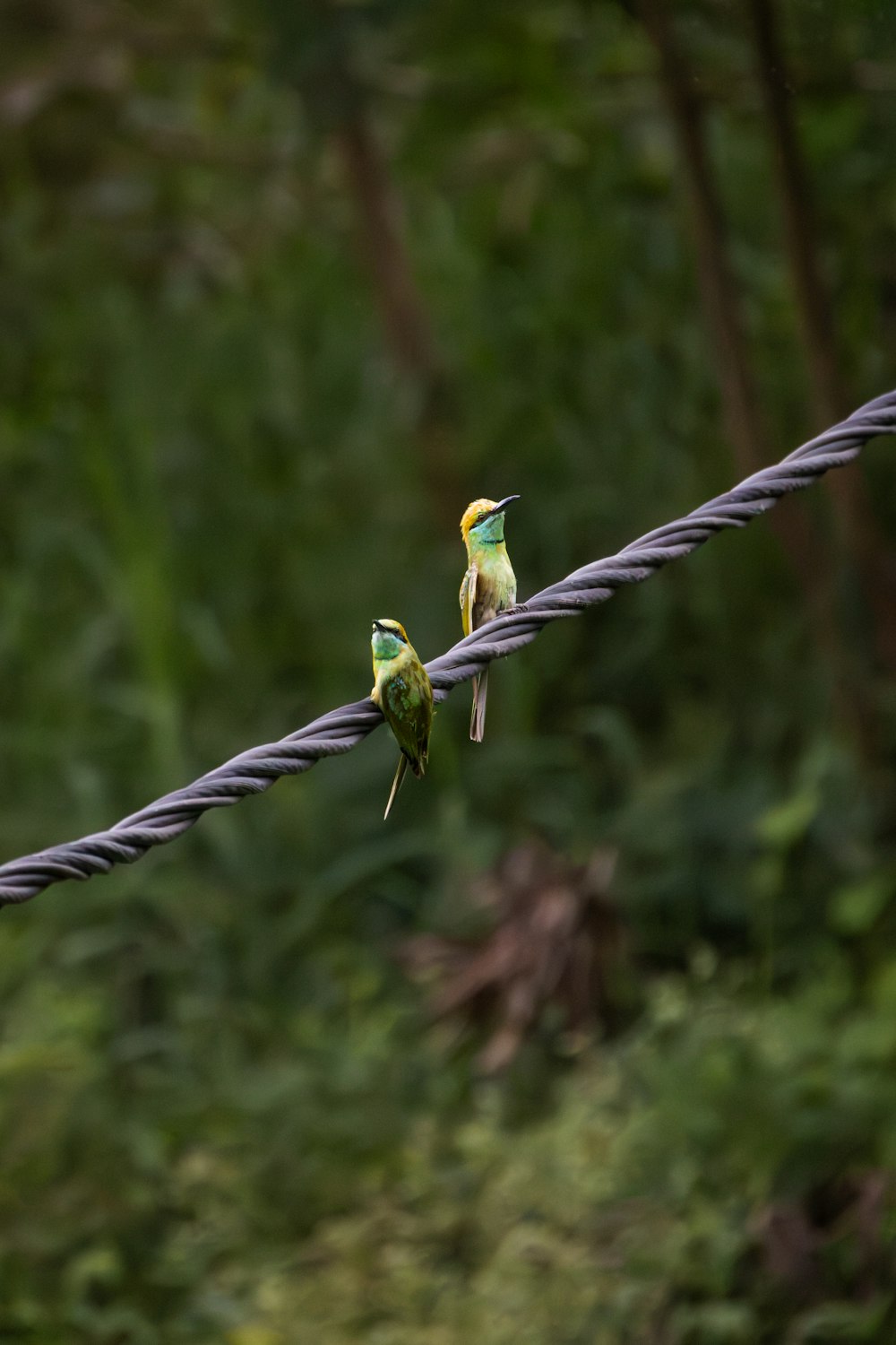 Un par de pájaros sentados encima de una línea eléctrica