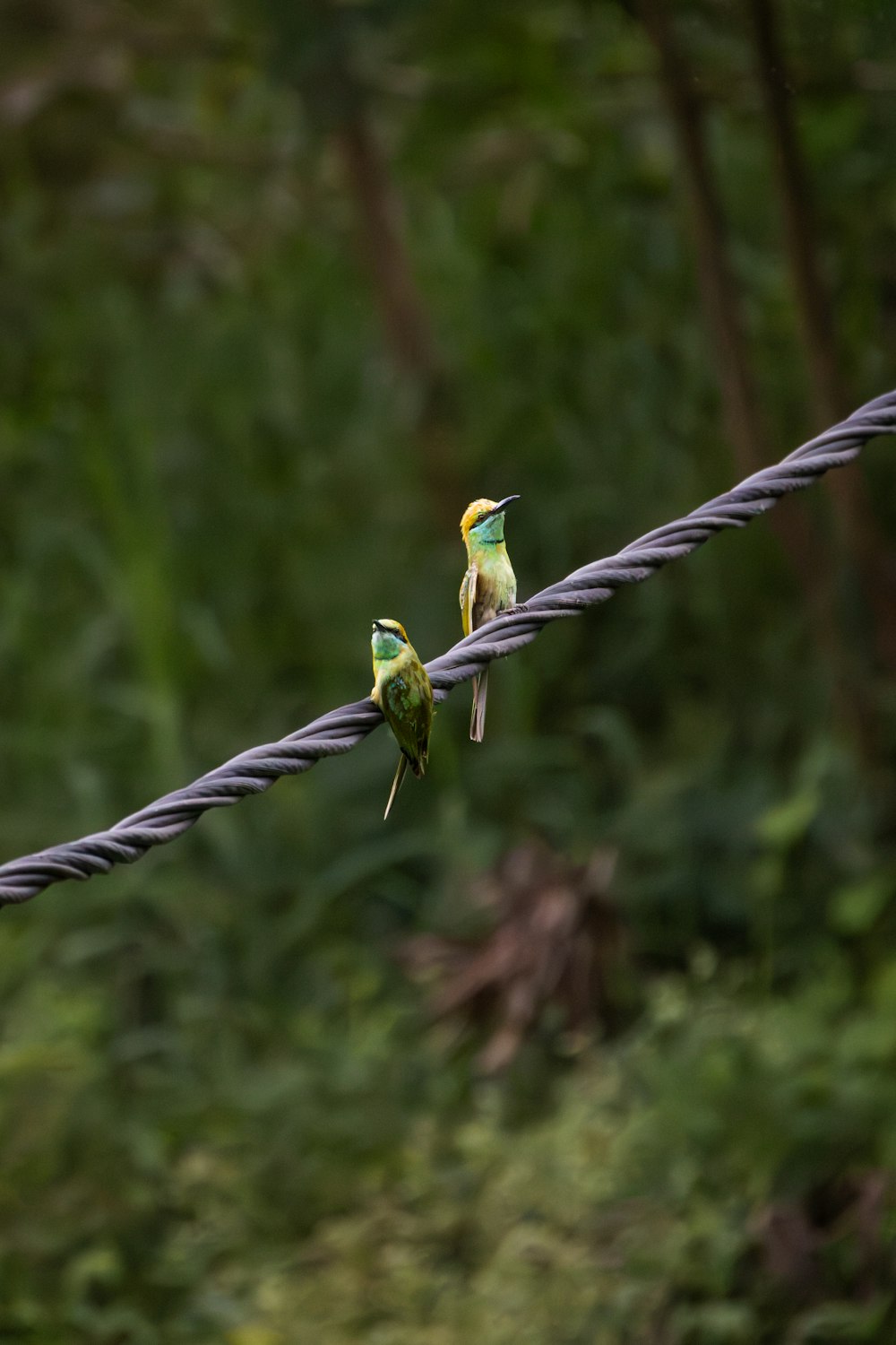 un paio di uccelli seduti in cima a una linea elettrica