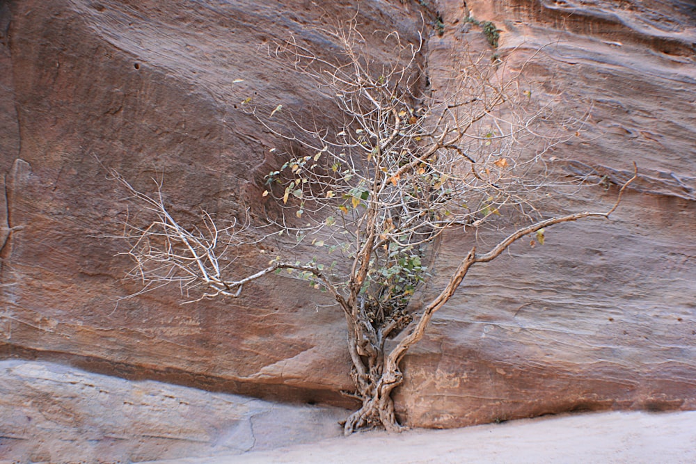 a small tree growing out of the side of a cliff