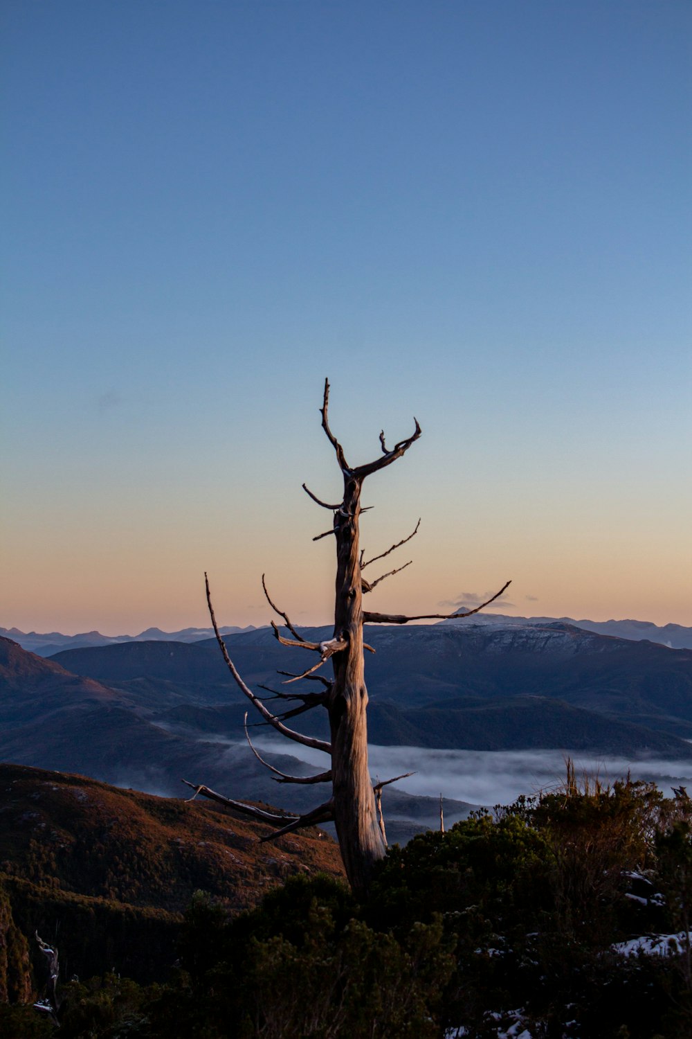 a dead tree in the middle of a mountain