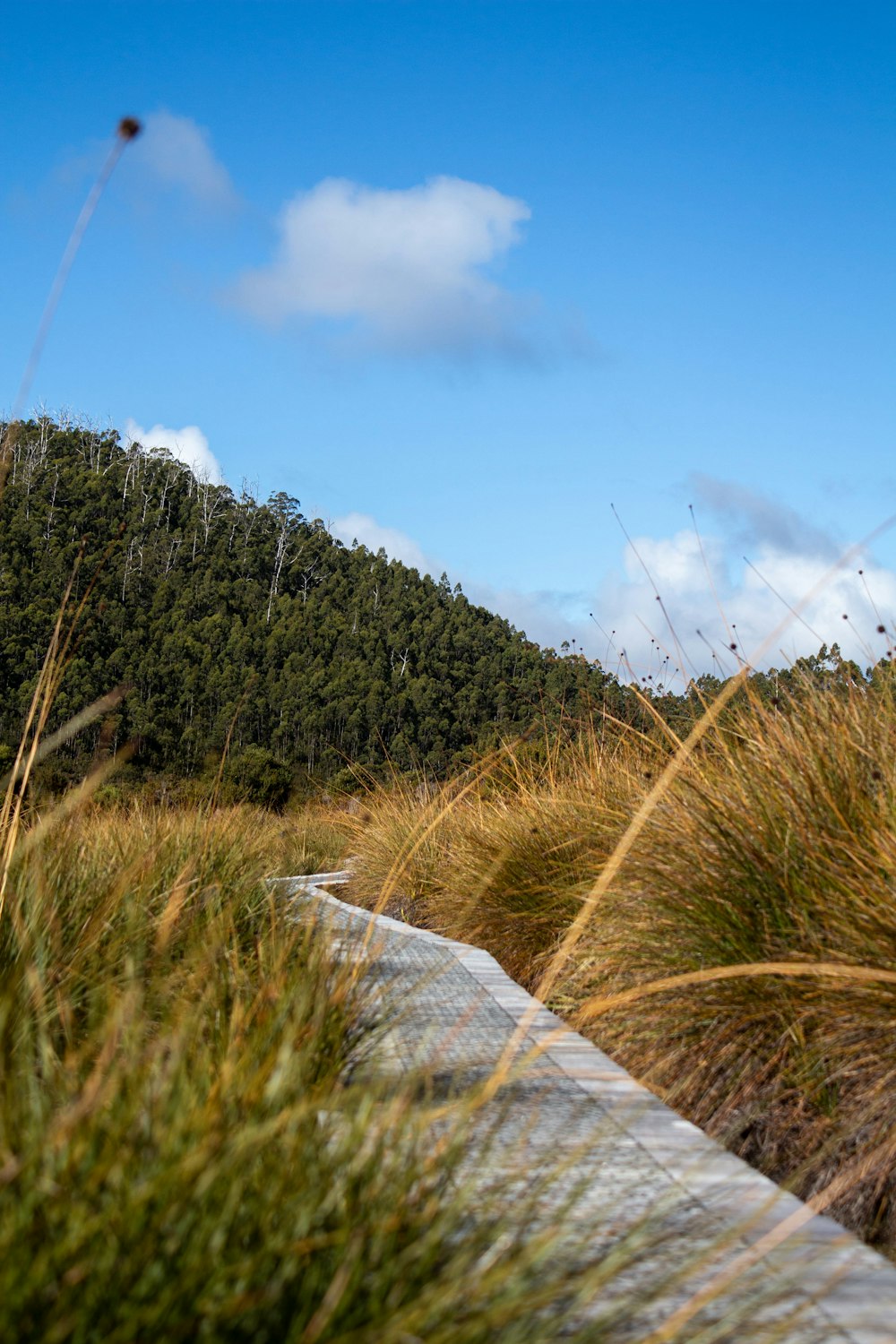 a view of a path through a grassy area with a mountain in the background