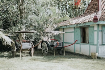 Two traditional horse-drawn carriages are parked on a grassy area next to a rustic building with a tiled roof and turquoise window shutters. A large palm plant partially obscures the carriages, and trees with dense foliage form a natural backdrop.