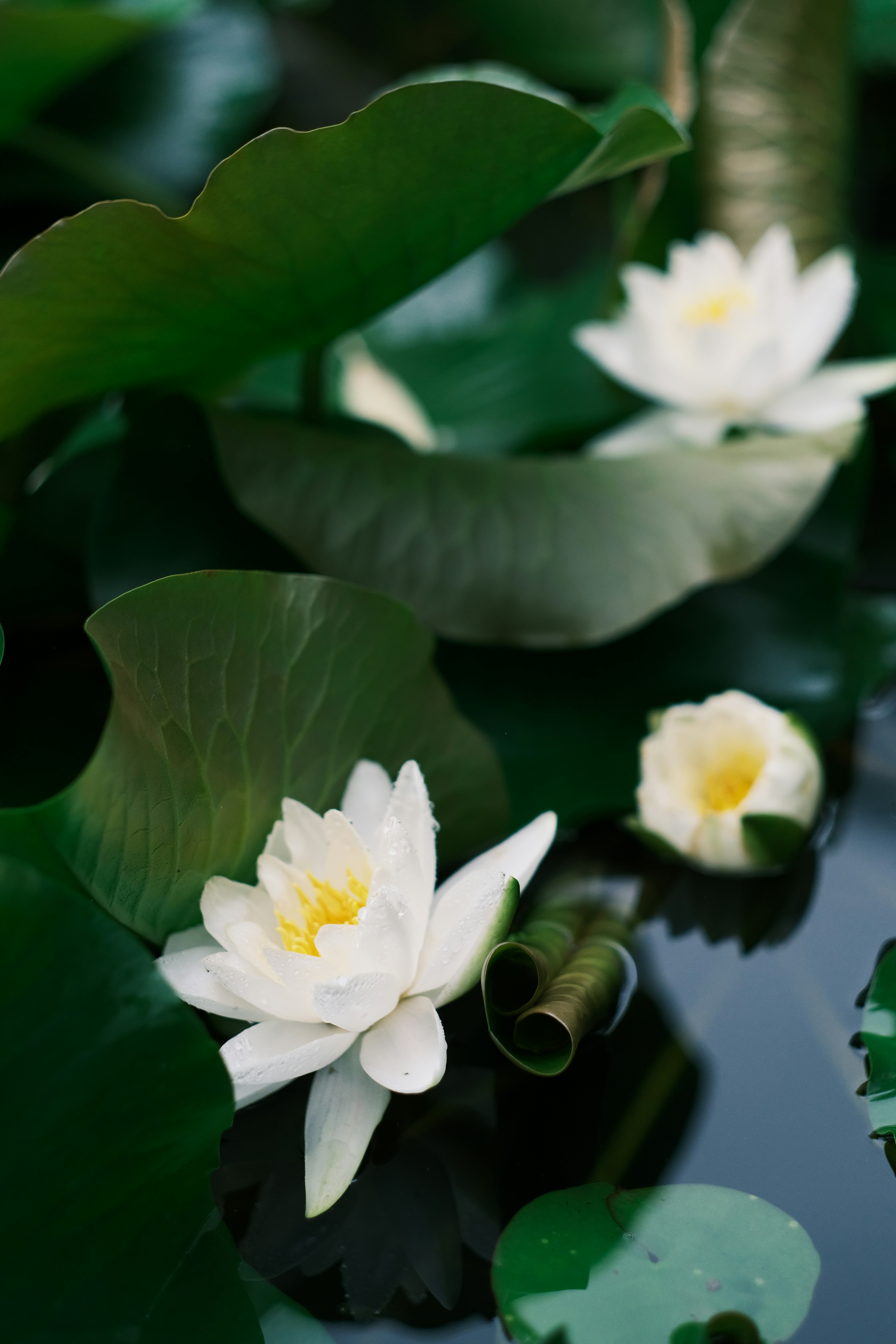 a group of white water lilies floating on top of a pond