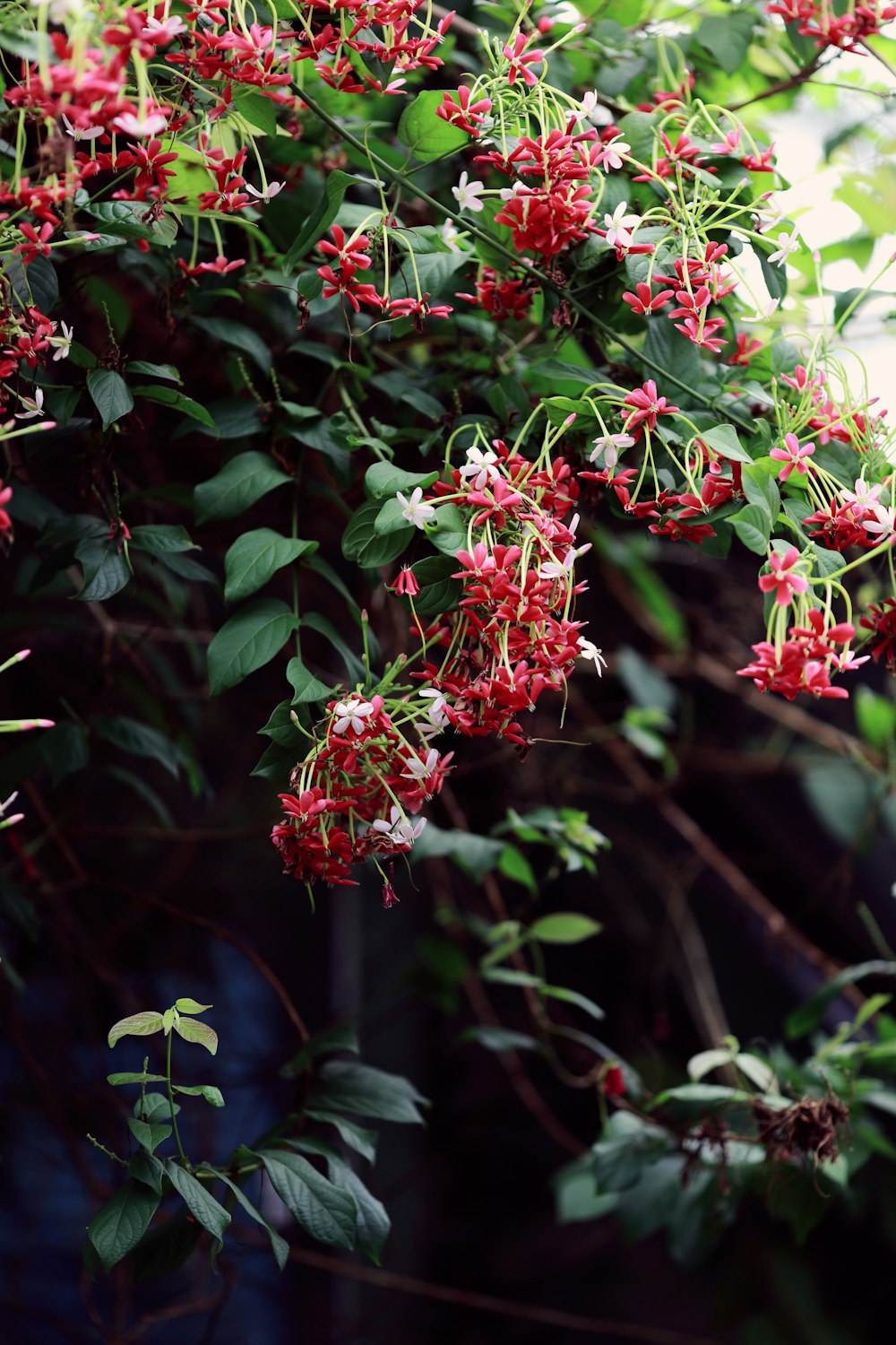 a bush with red flowers and green leaves