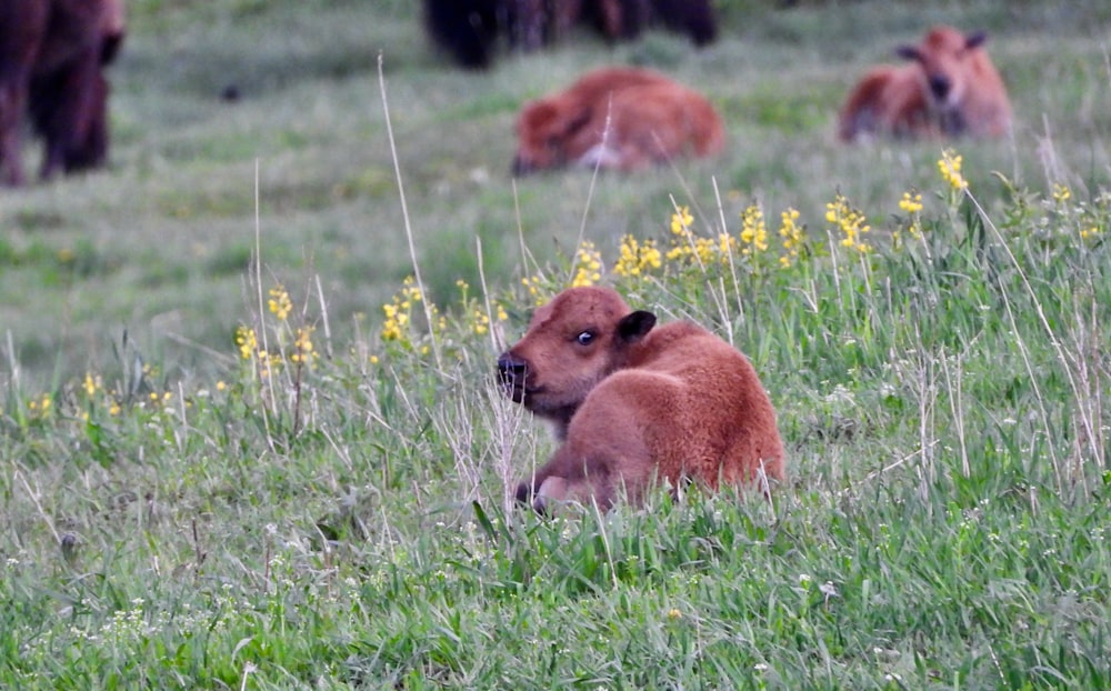 a herd of cattle grazing on a lush green field