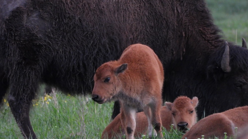 a mother bison and her two babies in a field