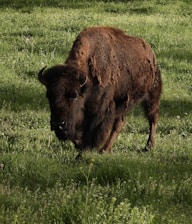 A serene photo of a bison standing peacefully in a grassy field at dawn.