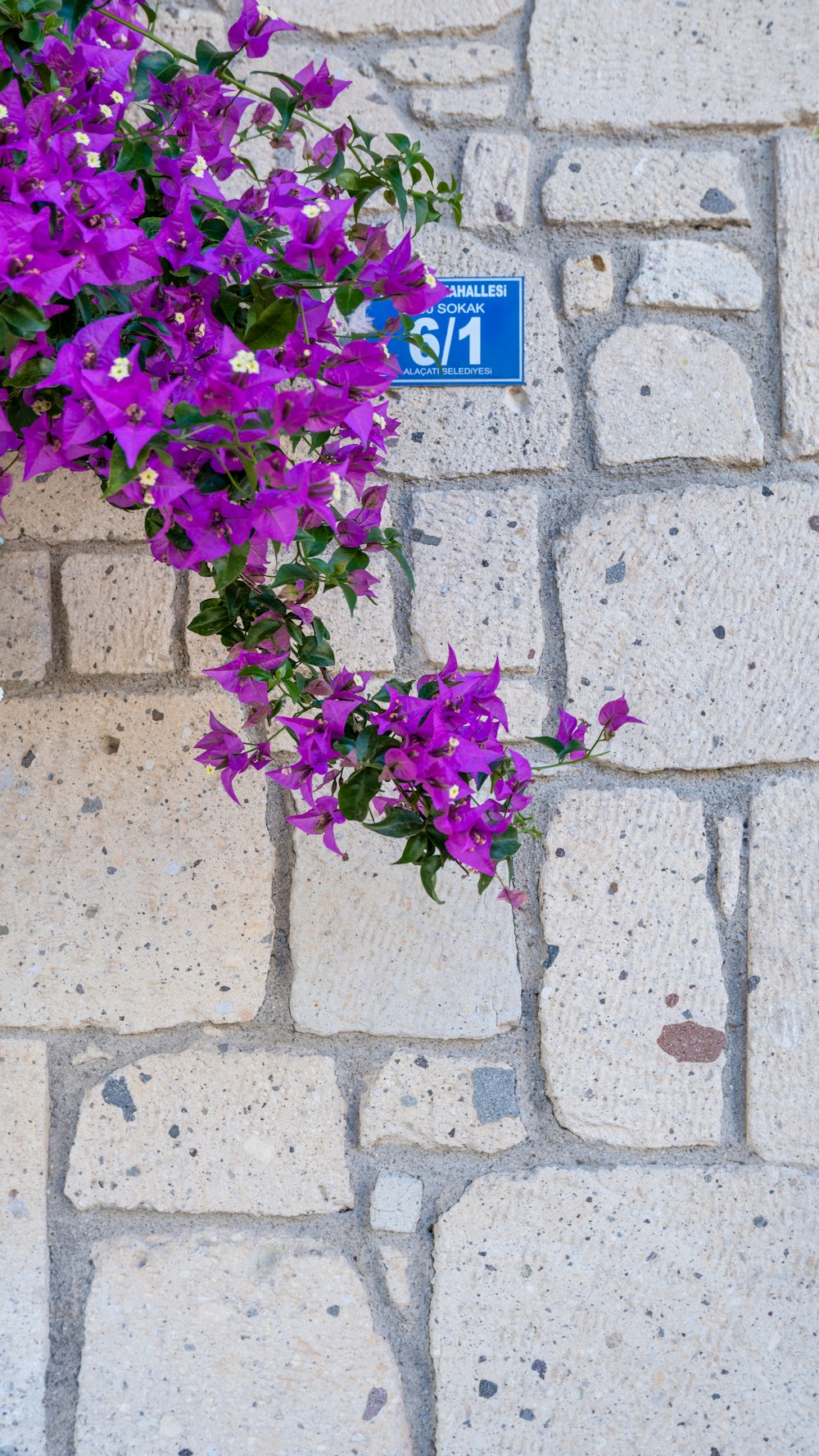ein Strauß lila Blumen, die aus einer Ziegelmauer wachsen