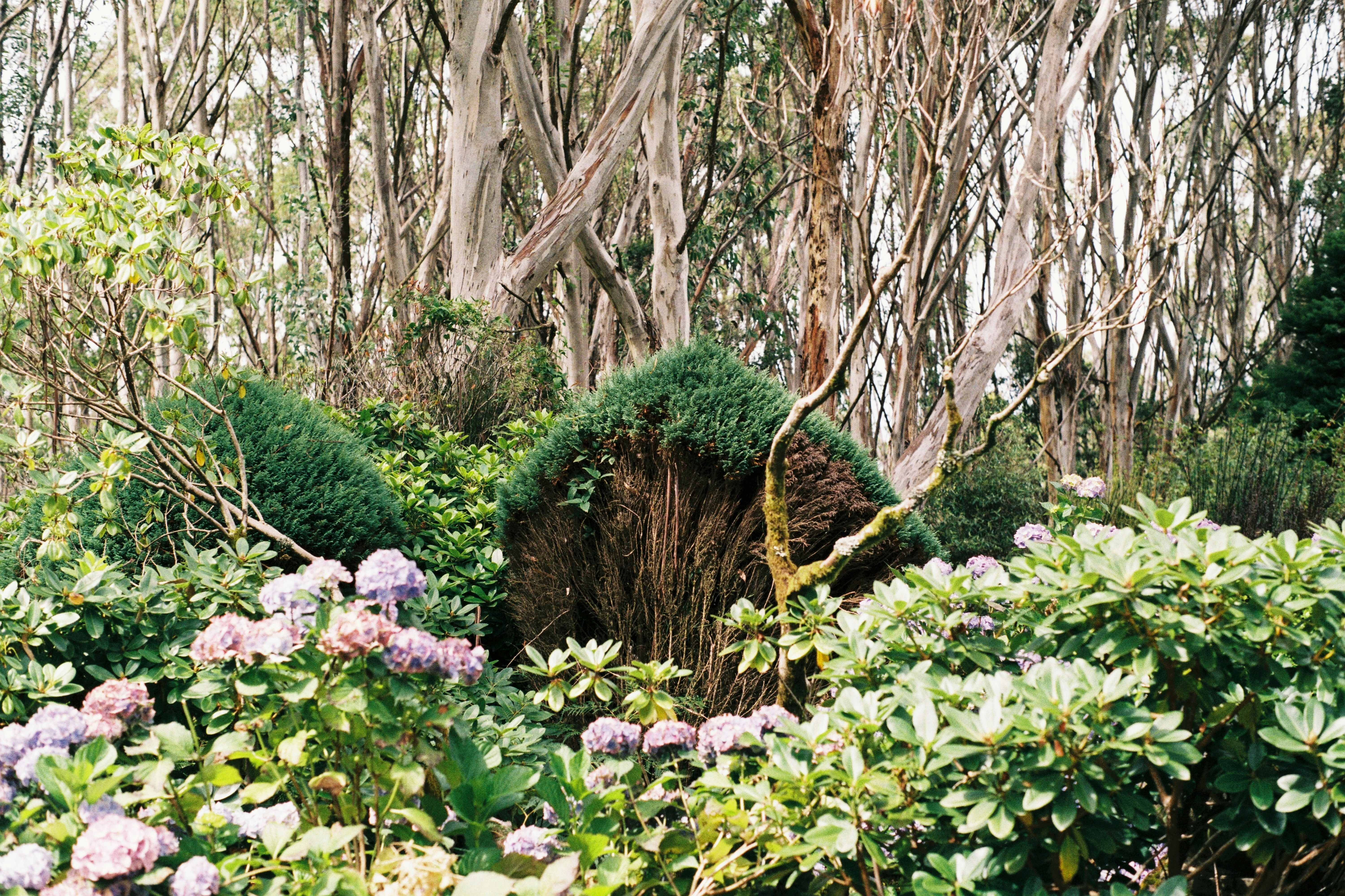a group of trees and bushes in a forest