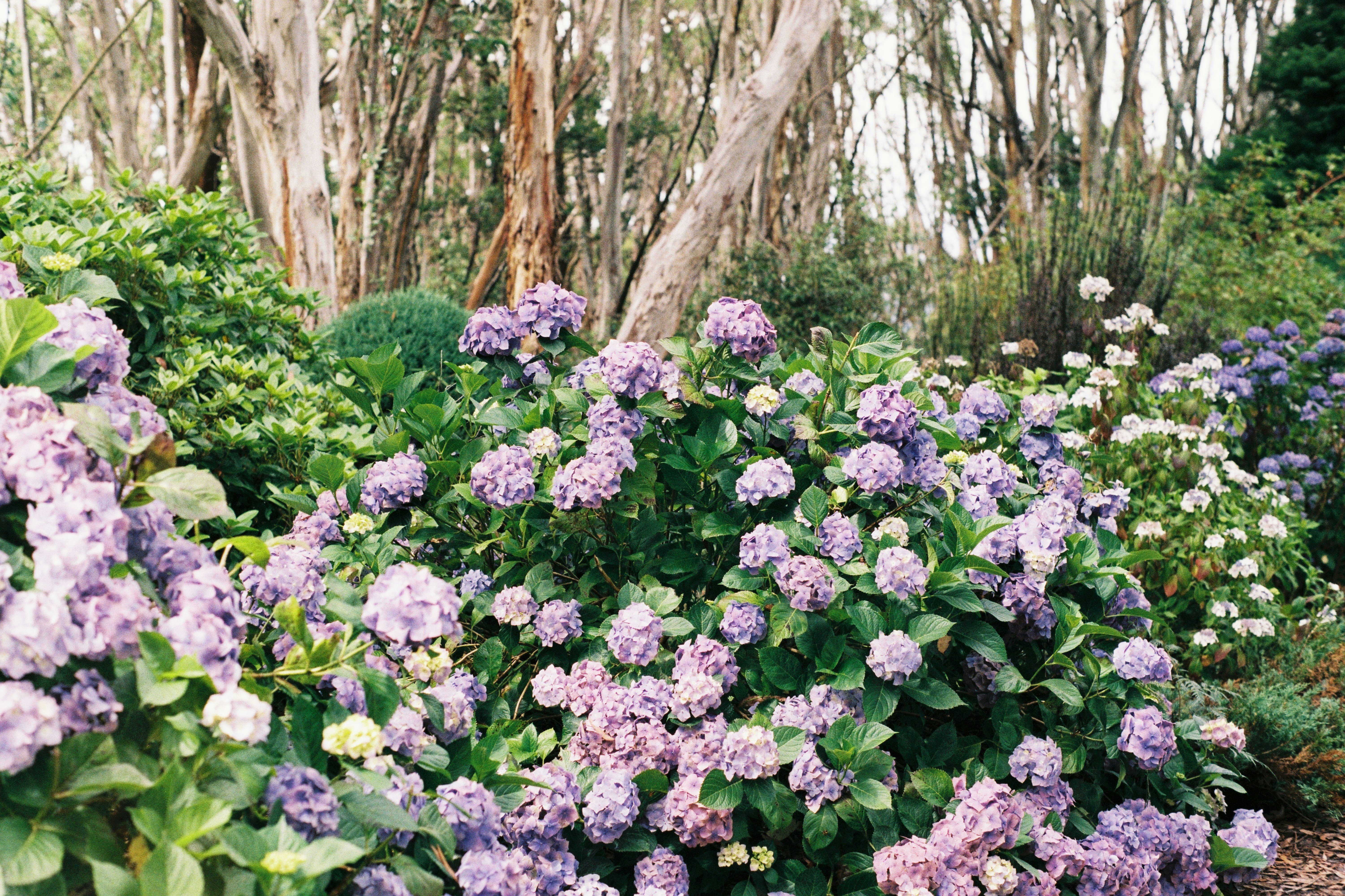 a garden filled with lots of purple flowers