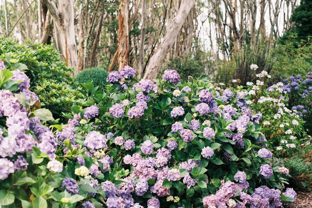a garden filled with lots of purple flowers