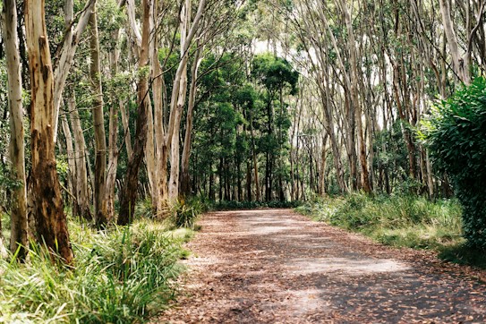 A serene forest path lined with tall, slender trees on both sides, their bark mottled with shades of brown and cream. The ground is covered with fallen leaves, creating a rustic trail through the dense foliage. Sunlight filters through the tree canopy, casting dappled shadows on the path.