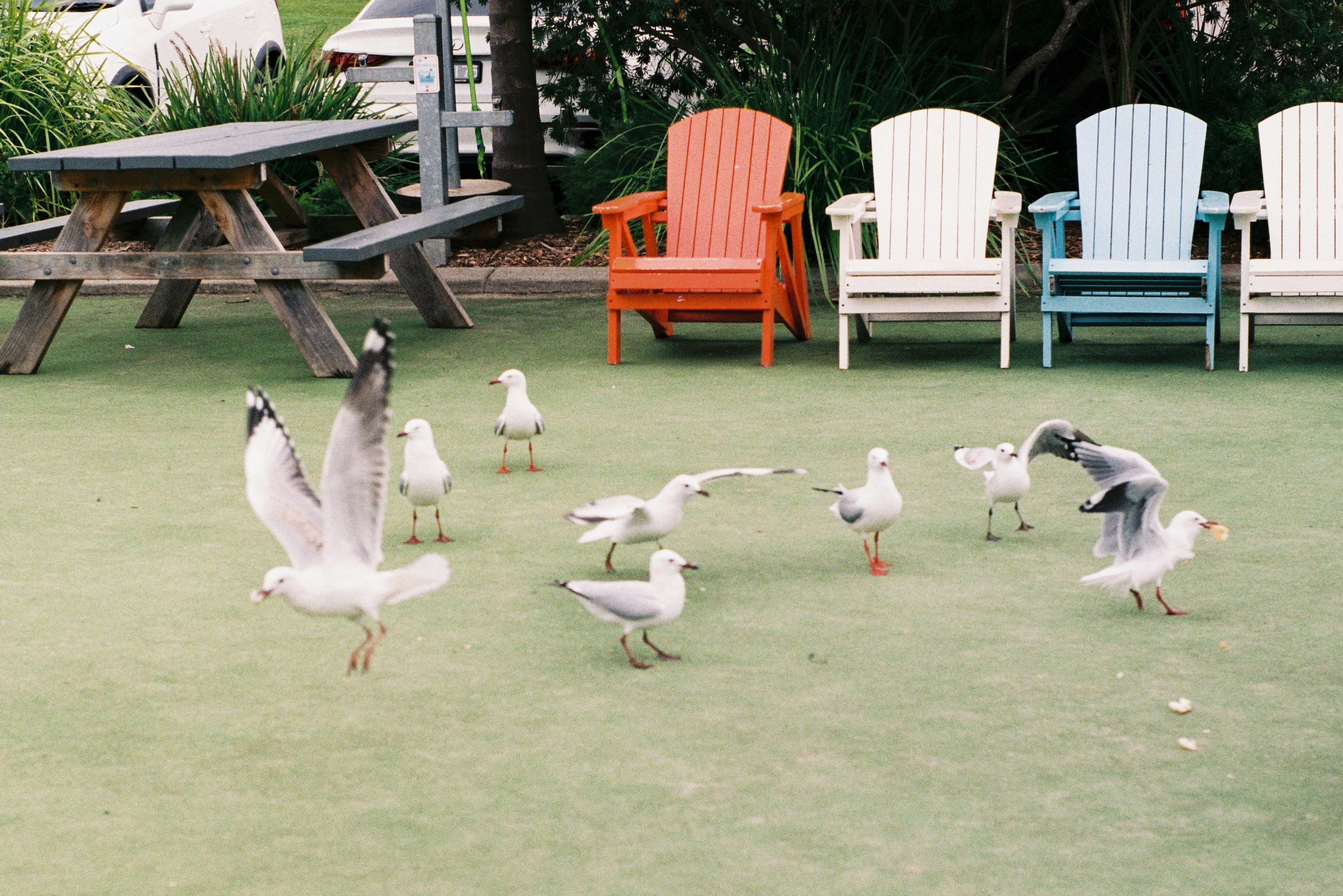 a flock of birds standing on top of a grass covered field