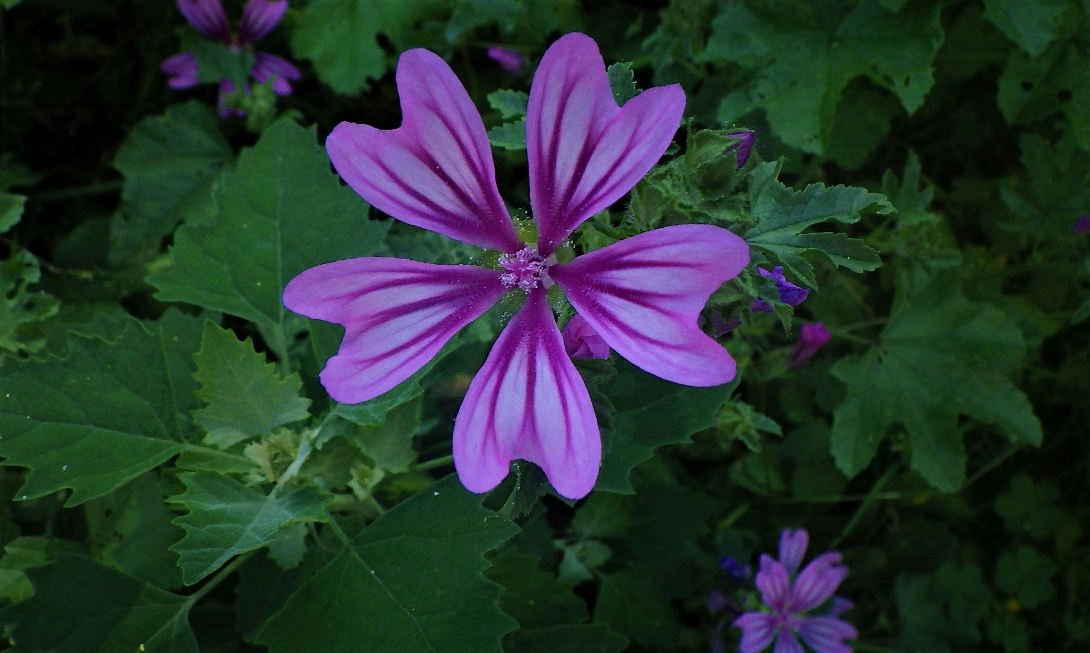 Photo by dominapetric