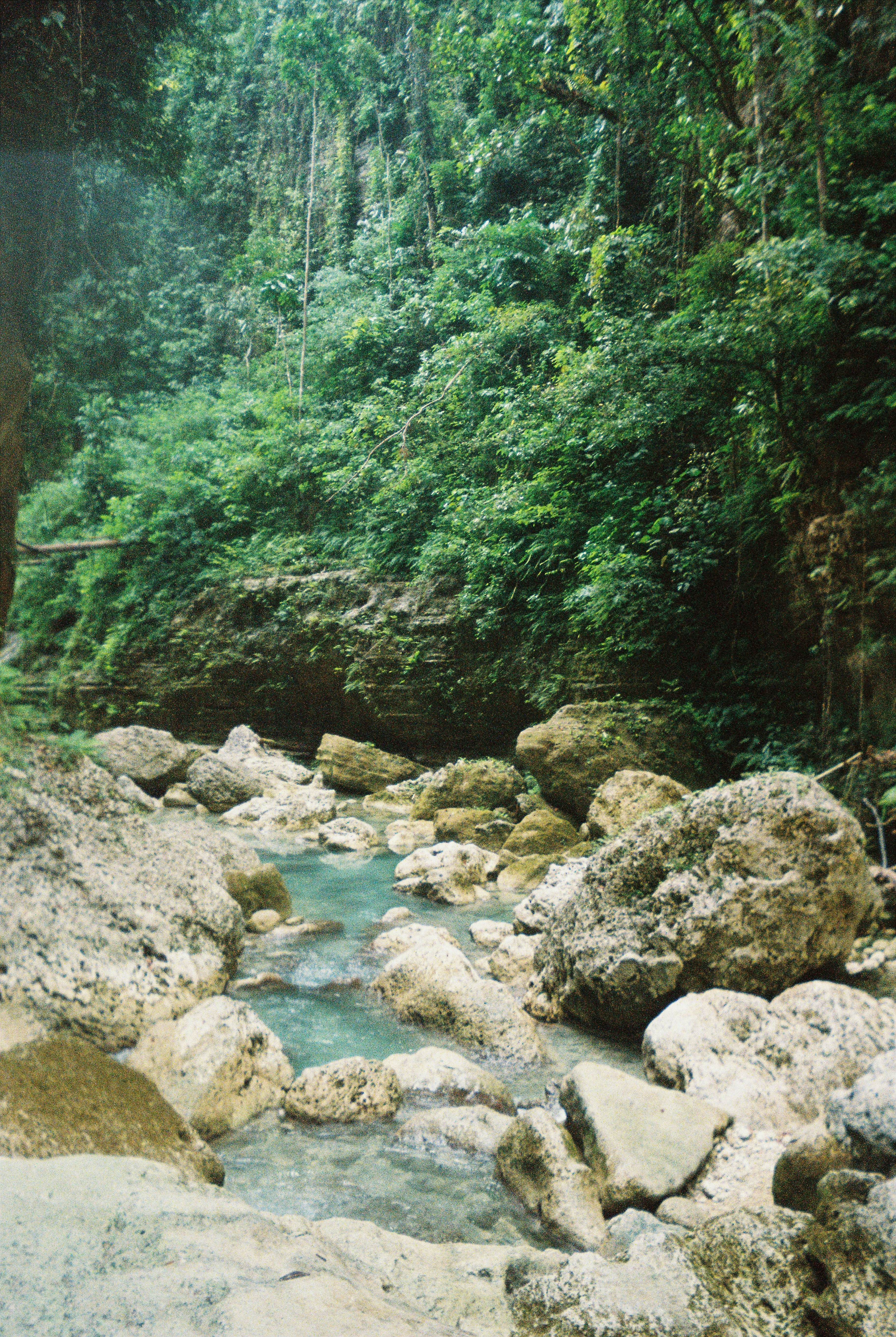 a river running through a lush green forest