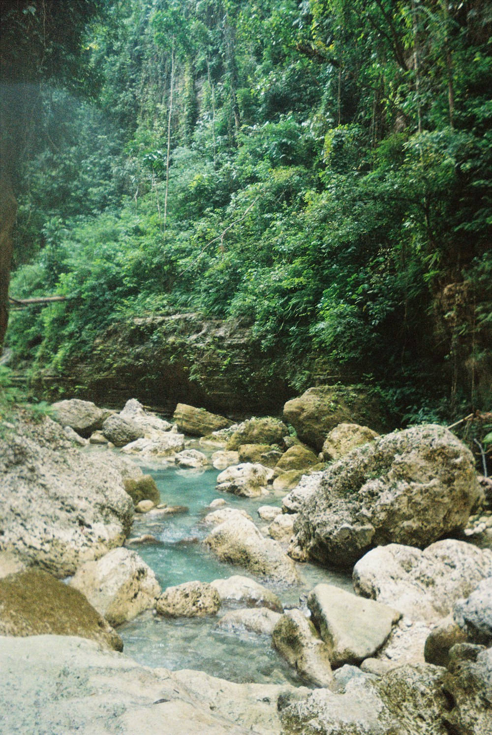 a river running through a lush green forest