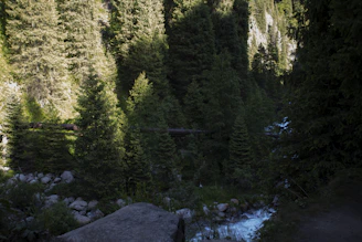 A wooded plot with tall pine trees and a small creek running through.