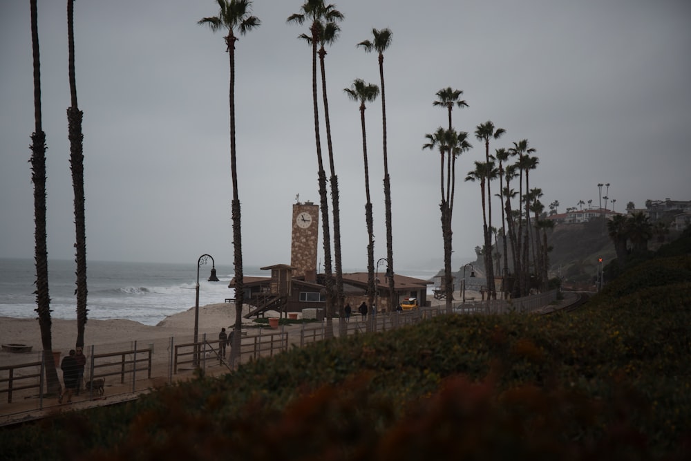 palm trees line the beach as a clock tower stands in the distance