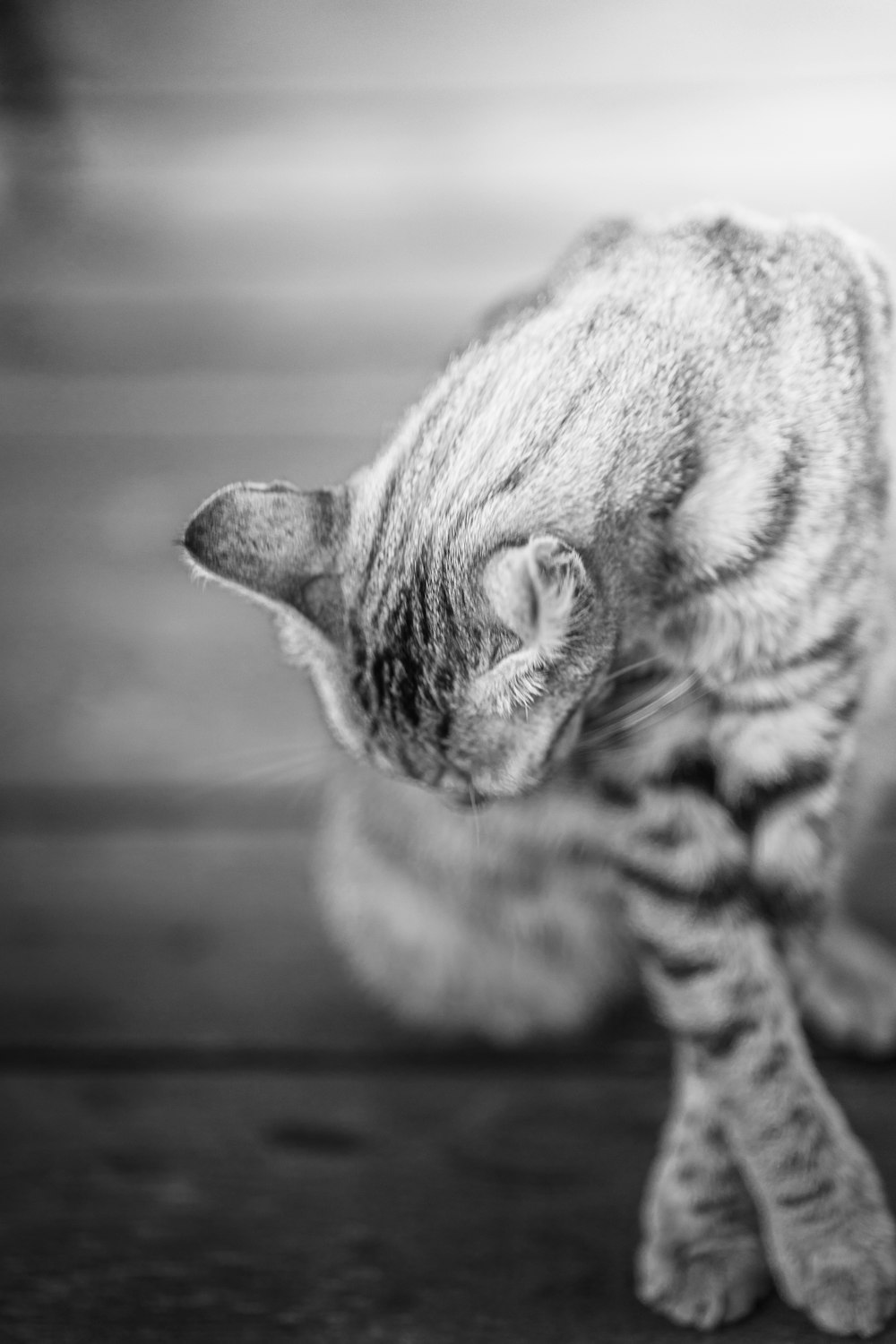 a black and white photo of a cat on the floor