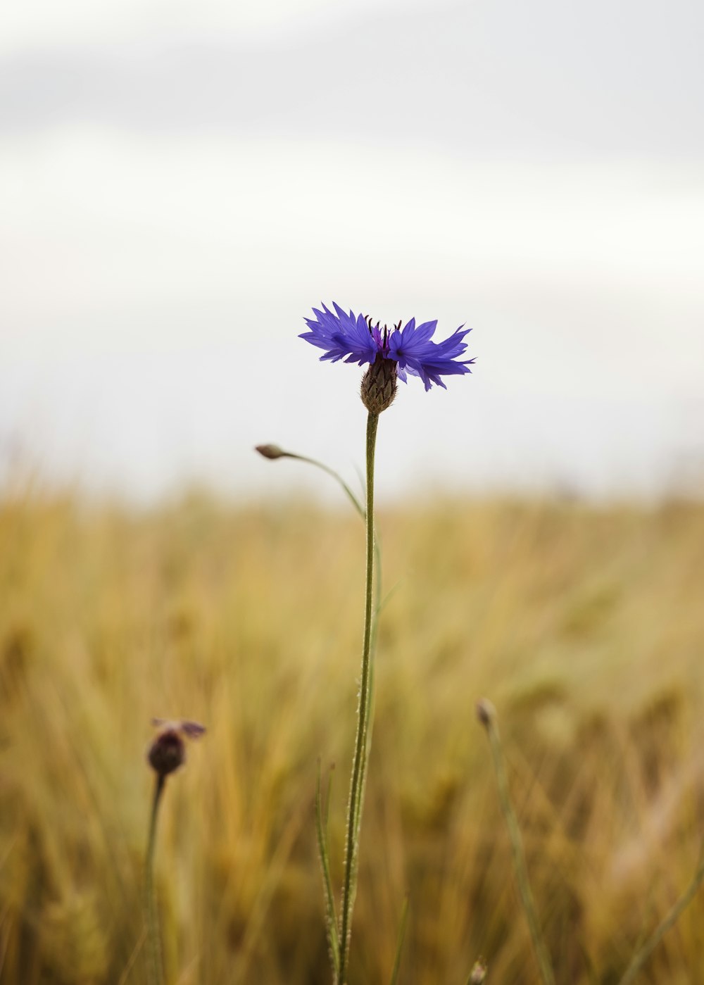 a single blue flower in a grassy field