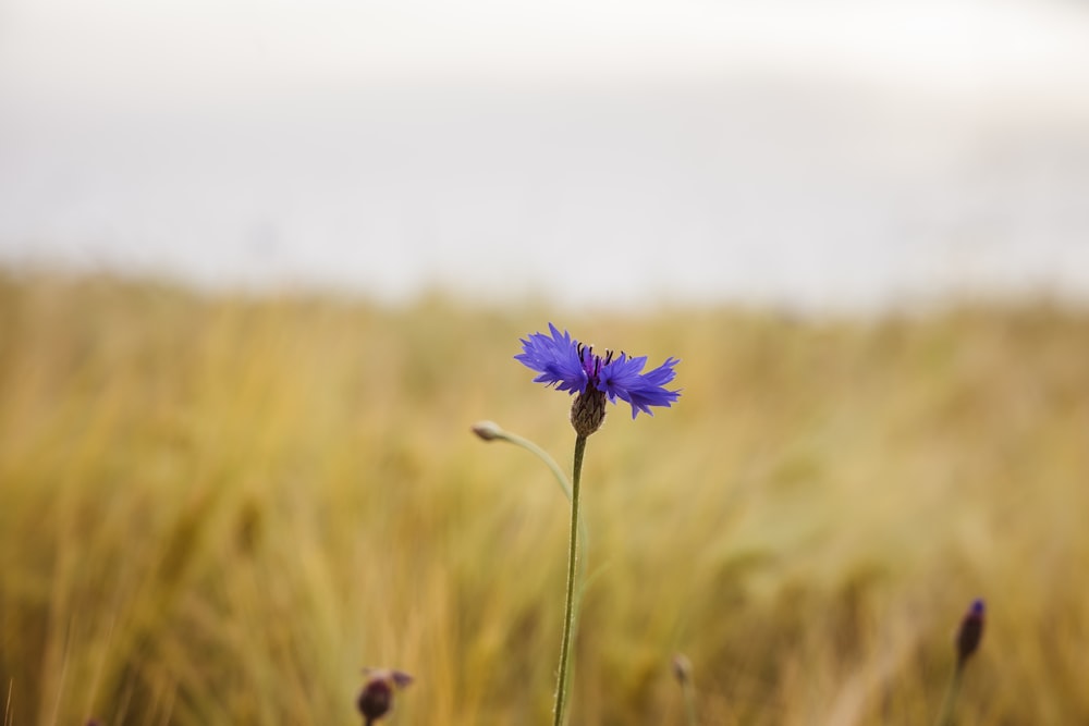 a single blue flower in a field of tall grass