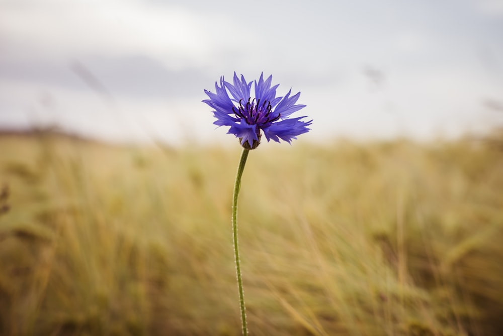 Un singolo fiore blu in un campo di erba alta