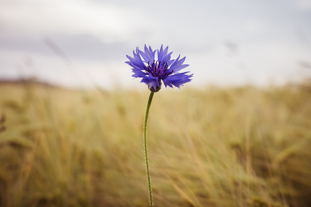 Una sola flor azul en un campo de hierba alta