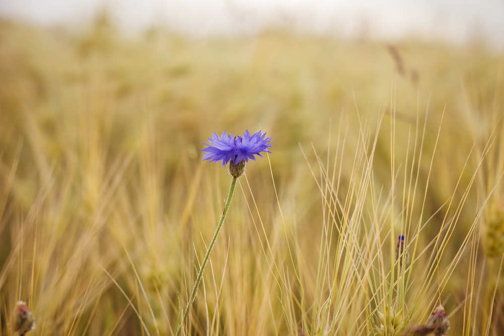 a single blue flower in a field of tall grass