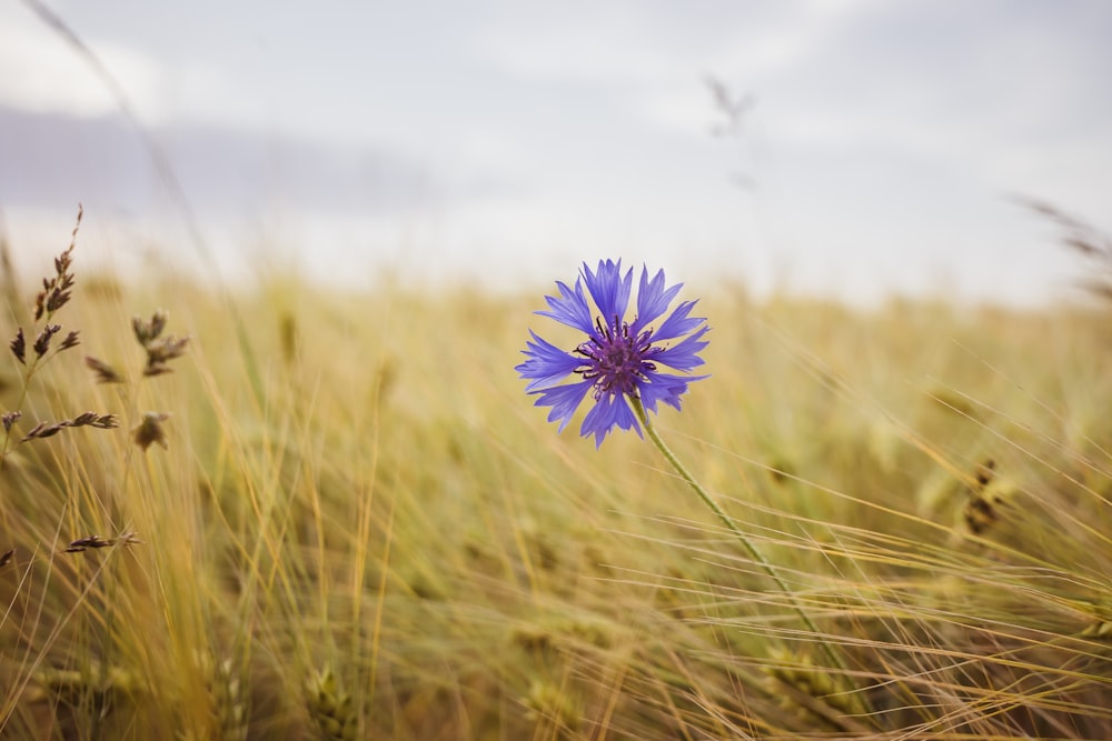 a blue flower in a field of tall grass