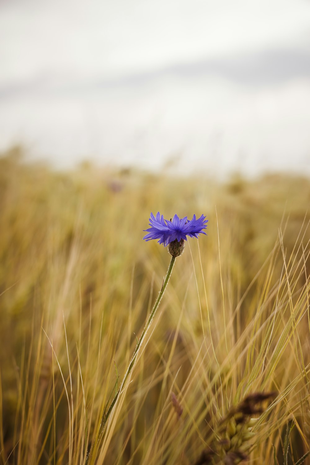 a single blue flower in a grassy field