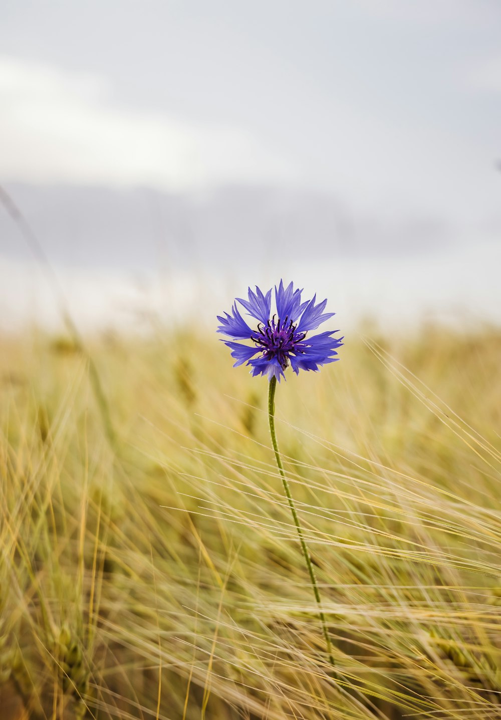 a single blue flower in a field of wheat