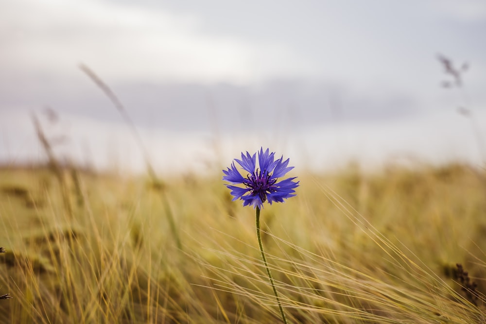 a single blue flower in a grassy field