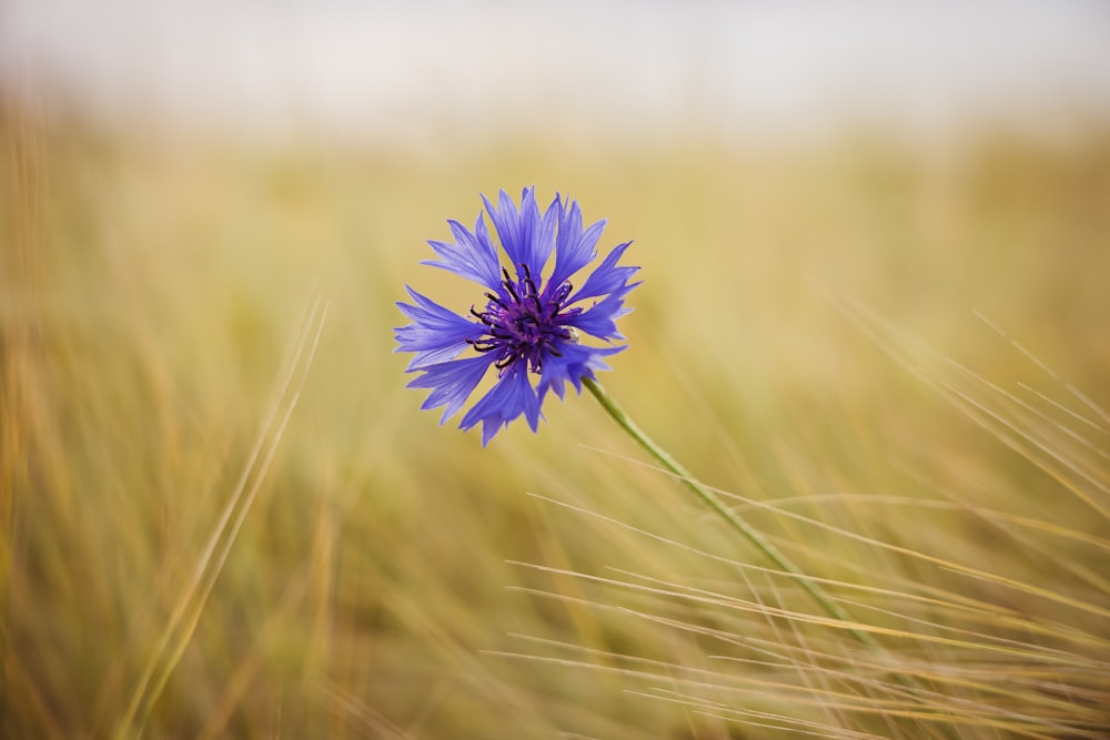 a single blue flower in a grassy field