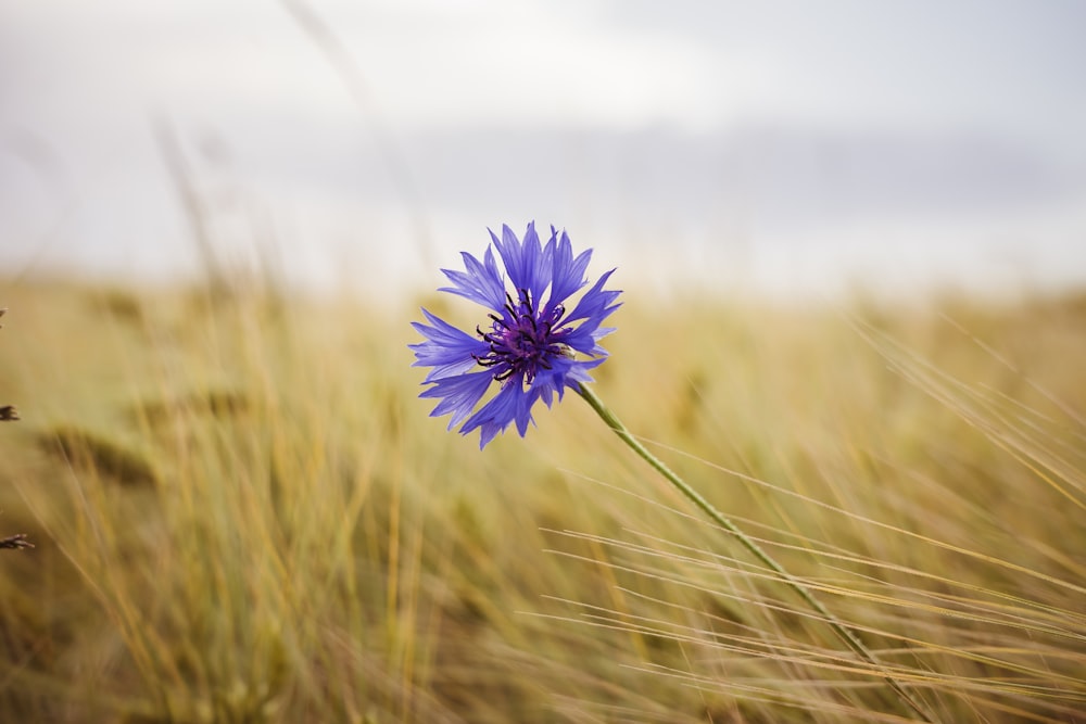 a single blue flower in a grassy field