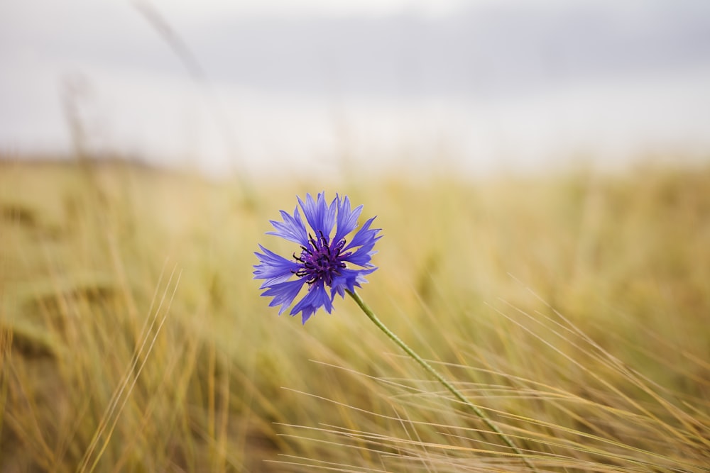 a single blue flower in a grassy field