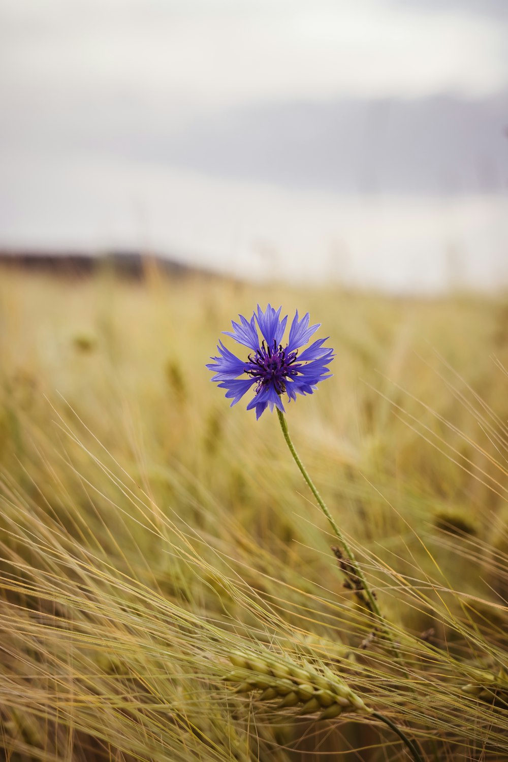 a single blue flower in a field of wheat