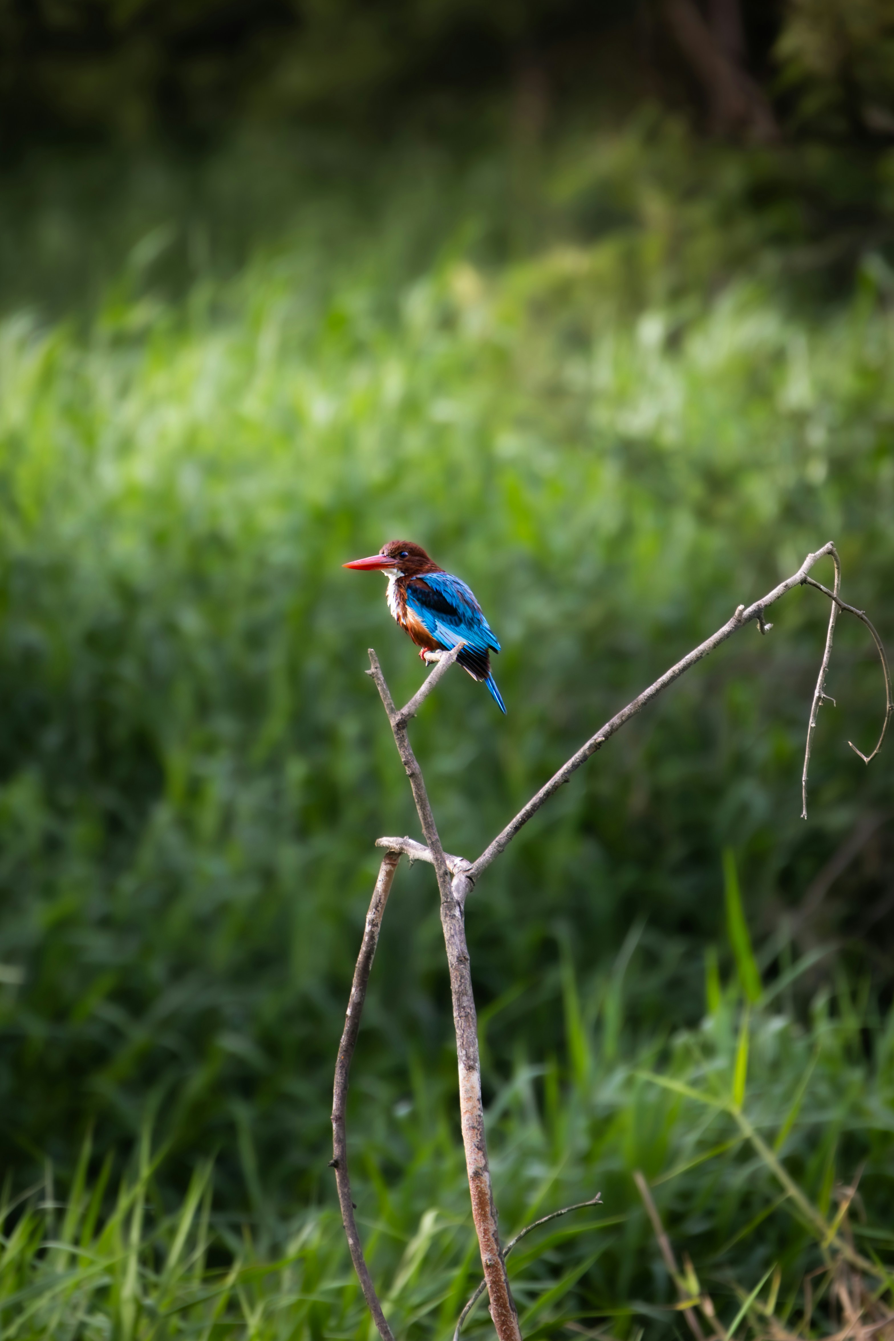 Photo by sameer_srivastava