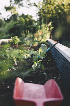 Close-up of rich, dark organic soil with tiny earthworms and sprouting seedlings in a sunlit garden bed
