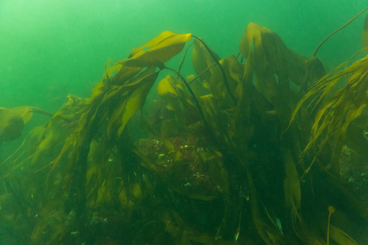Seagrass Is Disappearing Faster Than Coral