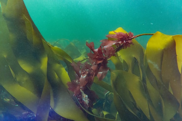 A vibrant underwater scene featuring large, flowing seaweed and red algae. The seaweed sways gently in the clear, teal-colored water, creating an intricate pattern with the red algae entwined among the greenish yellow leaves.