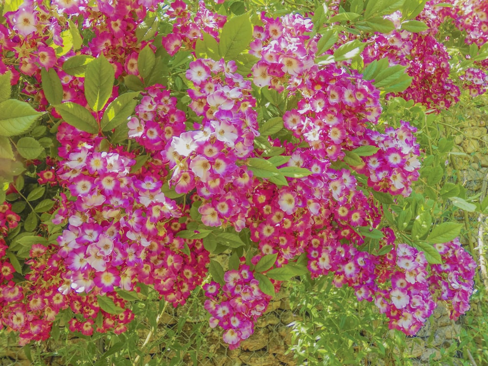 a bunch of pink and white flowers in a garden