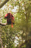 A colorful bird perched calmly during its grooming session.
