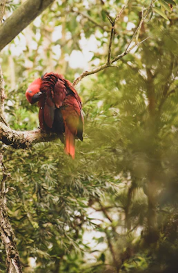 A colorful bird perched calmly during its grooming session.