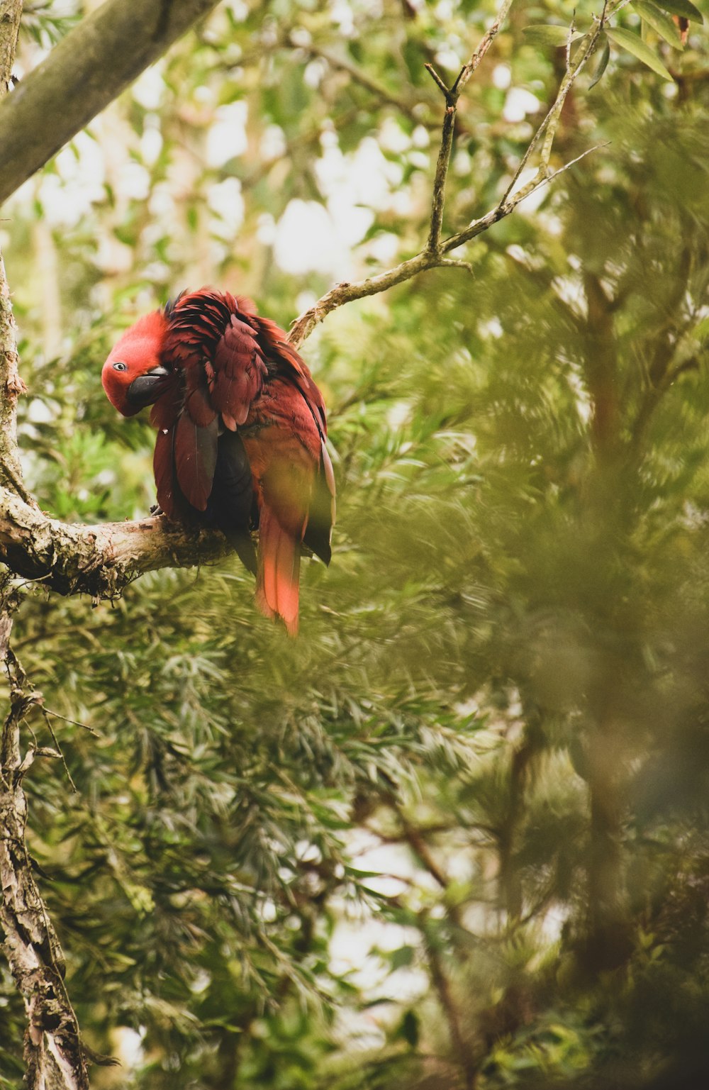 a colorful bird perched on a tree branch