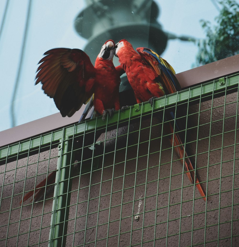 a couple of birds that are sitting on a fence