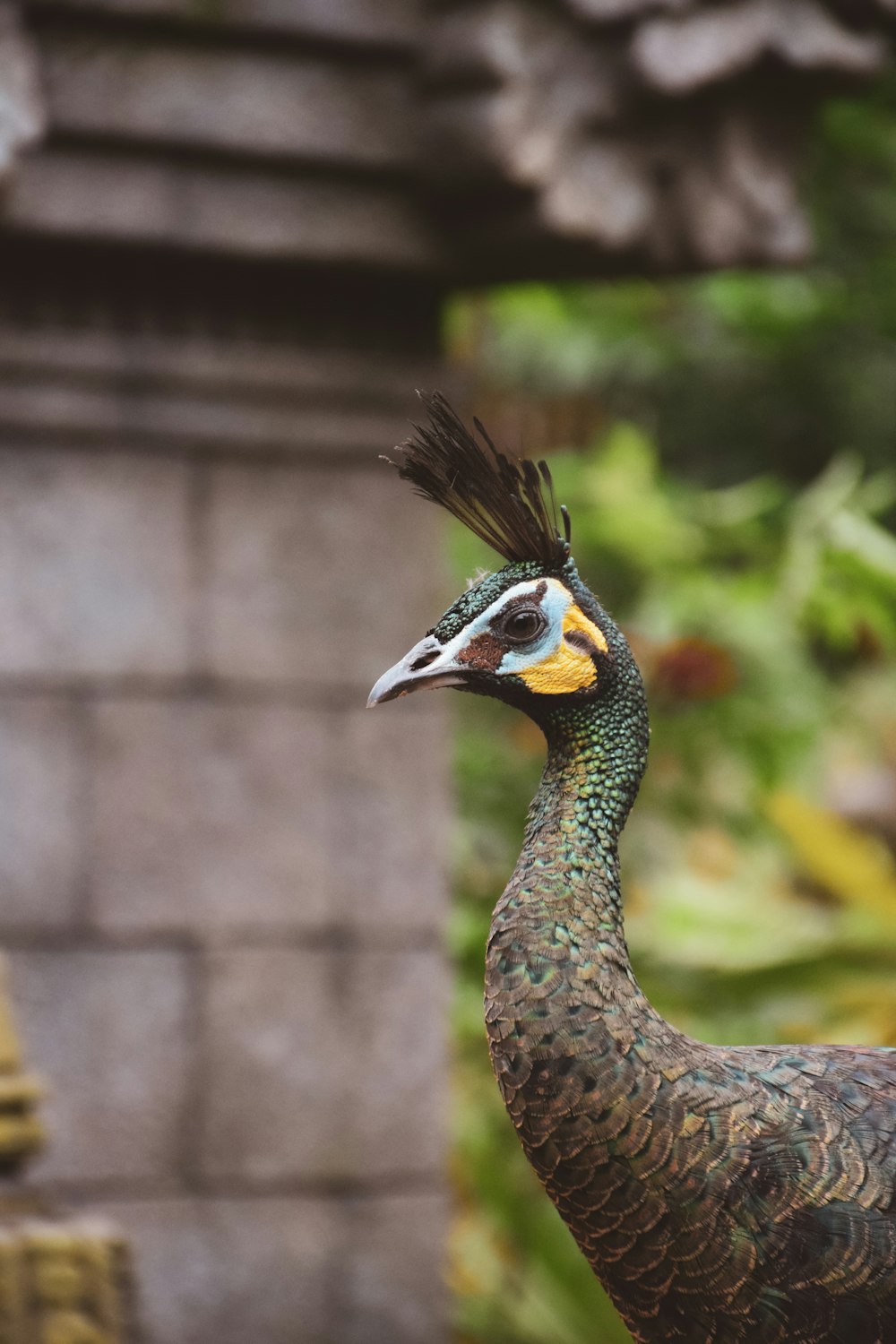 a close up of a peacock near a building